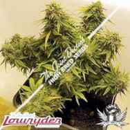 Lowryder Seeds JD's Auto Mix